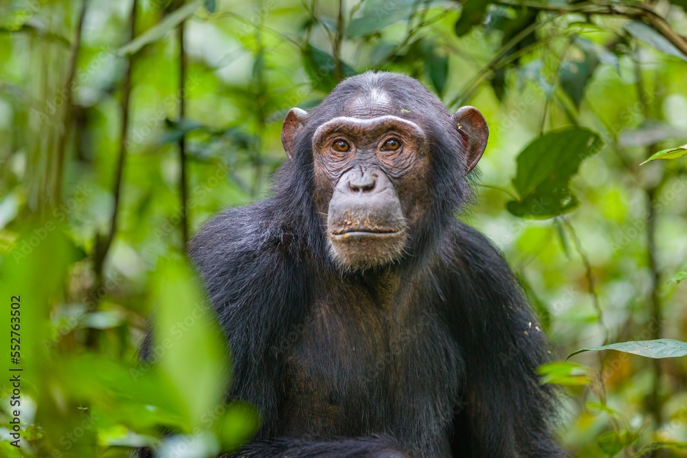 Chimpanzee Chimpanzee
