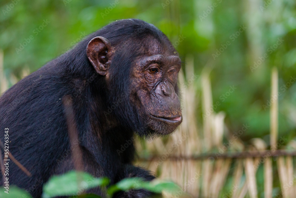 Naklejka premium Chimpanzee