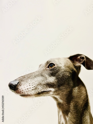 Portrait of a grey whippet a short hair dog