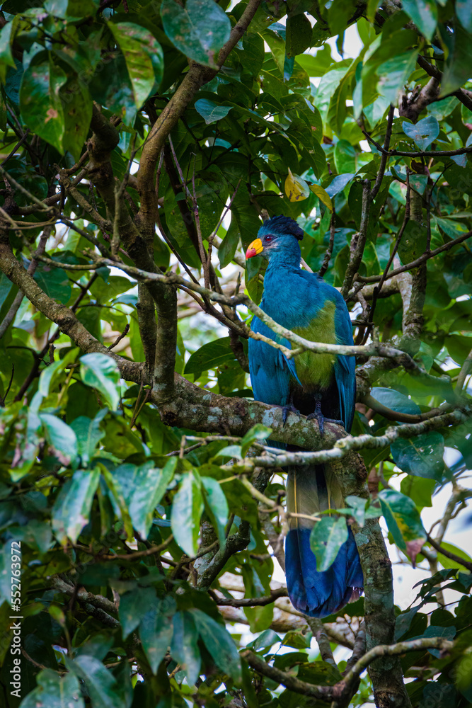 Fototapeta premium Blue Turaco