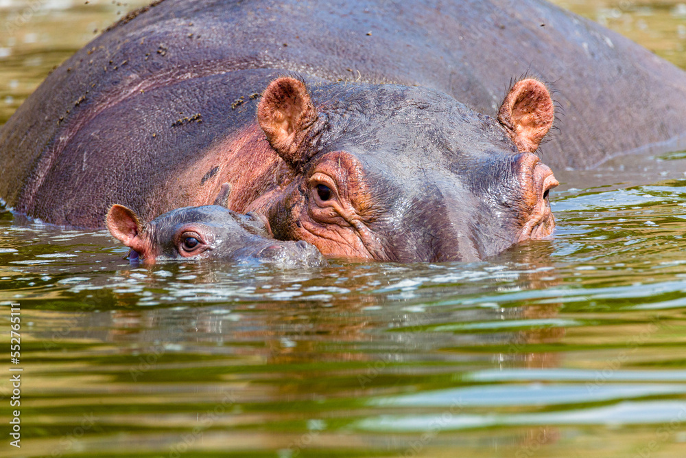 Fototapeta premium Hippo