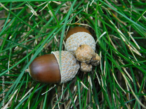 Two acorns in the grass