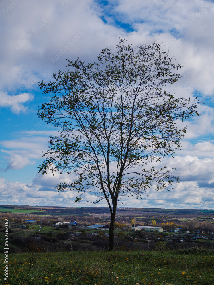 Obraz premium tree on the hill