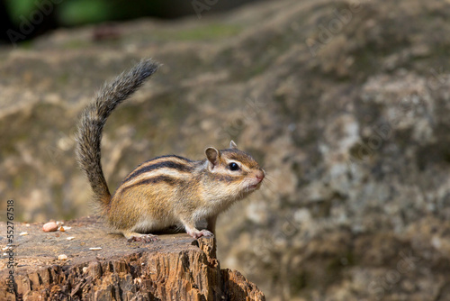 Tamias sibiricus, Siberian Chipmunk. photo