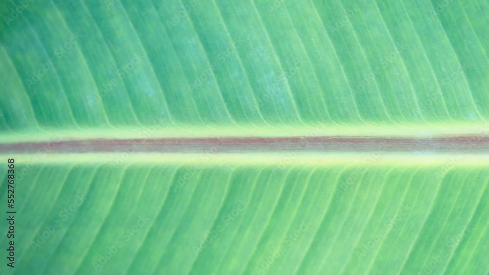 Banana palm leaf texture seamless loop. Big leaf texture. Stock Video ...