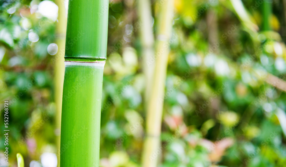 Green bamboo forest for background Green bamboo forest for background