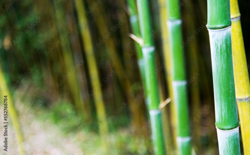 Fototapeta premium Green bamboo forest for background
