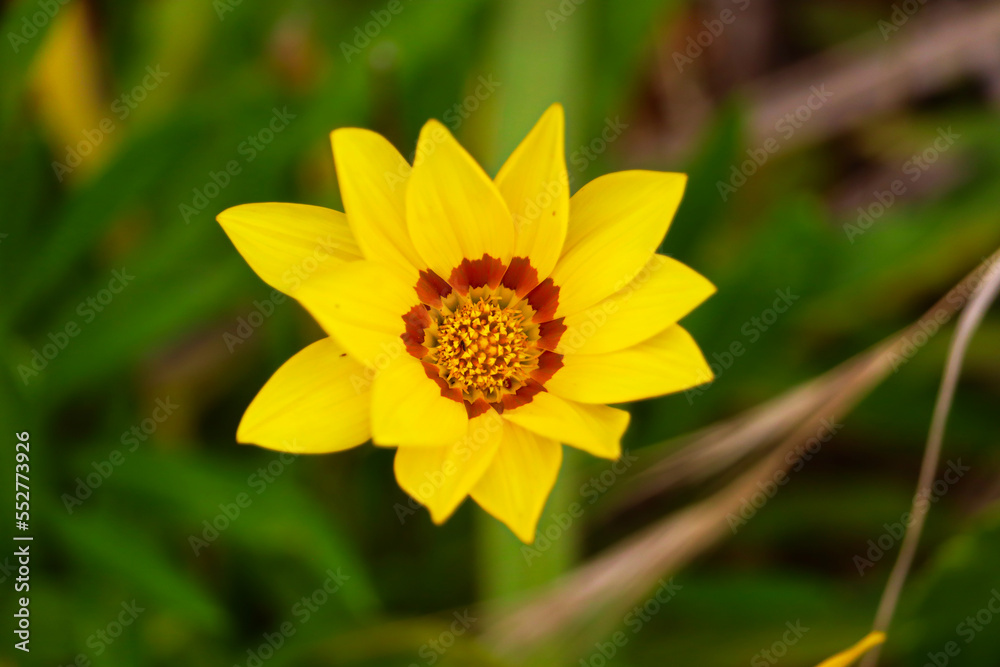 Close up of yellow flower growing on beach in Fingal Bay Close up of yellow flower growing on beach in Fingal Bay