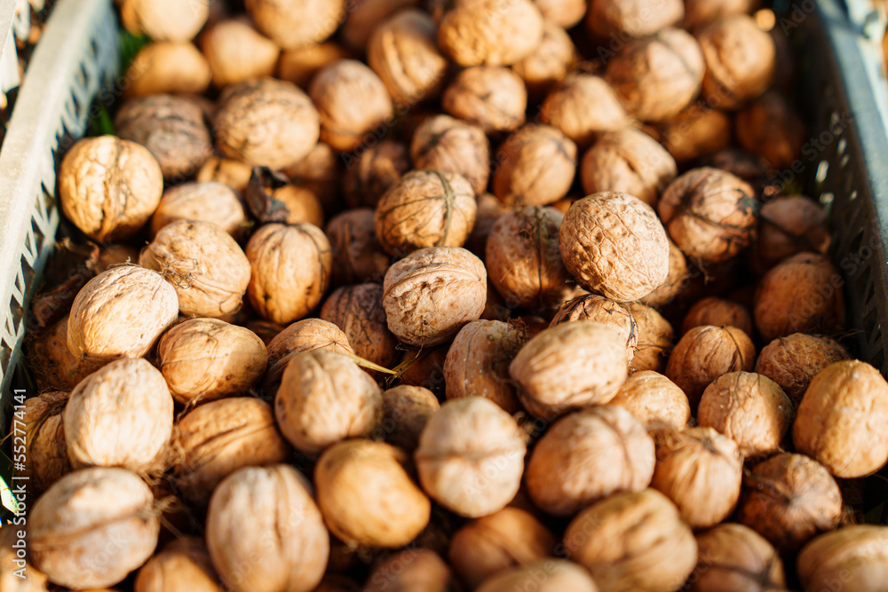 boxes of walnuts. harvesting nuts on the farm. boxes of walnuts. harvesting nuts on the farm.
