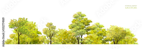 Abstract vector watercolor ,tree or forest side view isolated on white background for landscape and architecture drawing,elements for environment and garden,botanical for section and elevation