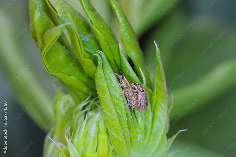 Fototapeta premium A pea leaf weevil (Sitona lineatus). male and female during a meeting. It is a pest of broad beans, field beans and other legumes.