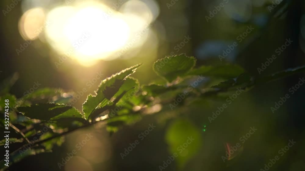 sunlight in the forest with tiny glowing insects flying against the sun sunlight in the forest with tiny glowing insects flying against the sun