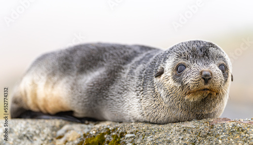 Young Antarctic fur seal , Antarctic fur seal (Arctocephalus gazella) in South Georgia in its natural environment 