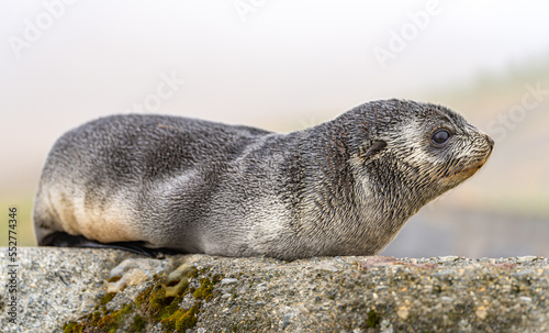 Young Antarctic fur seal , Antarctic fur seal (Arctocephalus gazella) in South Georgia in its natural environment 