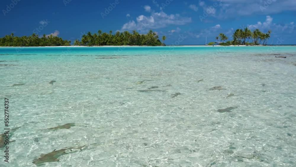 Le lagon Bleu iconique de la Polynésie Française, un paradis sur terre très riche en faune locale notamment une nurserie à requins de toutes espéces.