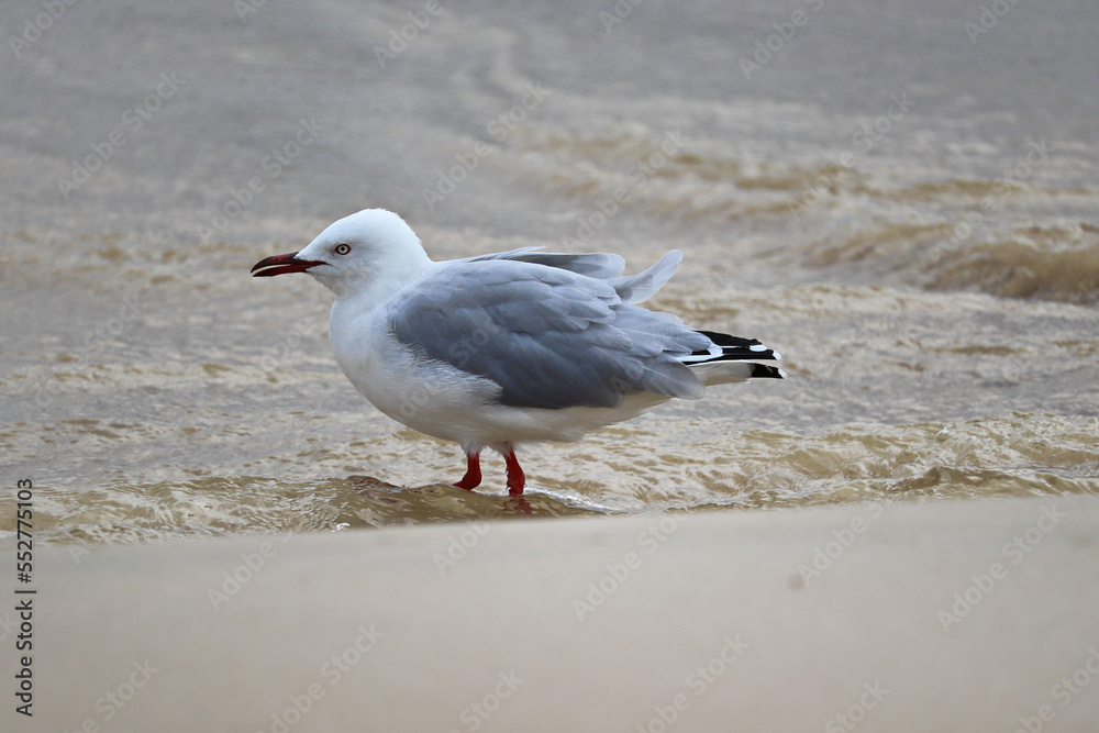 The silver gull (Chroicocephalus novaehollandiae) is the most common gull of Australia. It has been found throughout the continent, but particularly at or near coastal areas. The silver gull (Chroicocephalus novaehollandiae) is the most common gull of Australia. It has been found throughout the continent, but particularly at or near coastal areas.