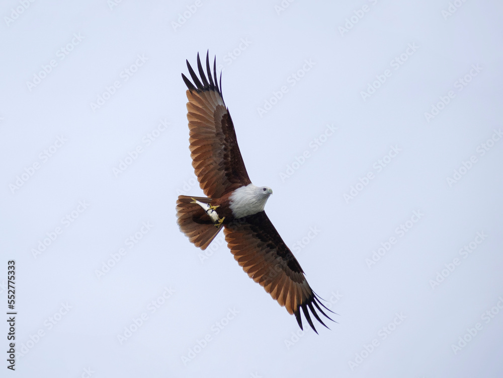 Fototapeta premium Brahminy kite in flight with a fish, Haliastur indus