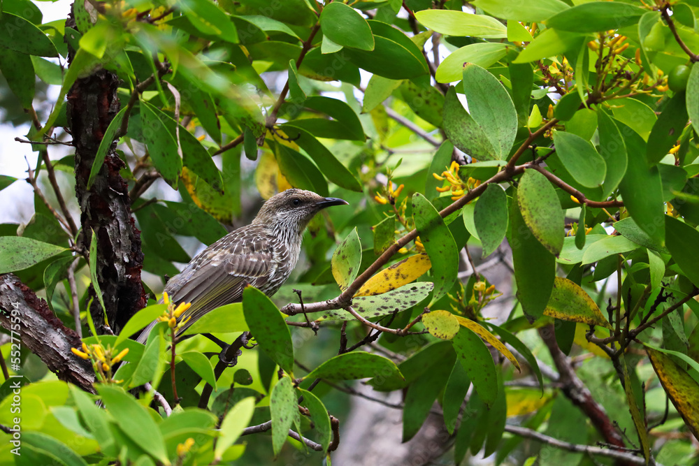 Fototapeta premium The little wattlebird (Anthochaera chrysoptera), also known as the brush wattlebird, is a passerine bird in the honeyeater family Meliphagidae. It is found in coastal and south-eastern Australia