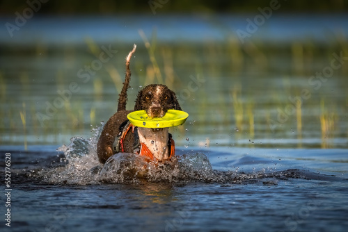 Fototapeta Naklejka Na Ścianę i Meble -  Spanish Water Dog is playing with a frisbbee in the water during summer
