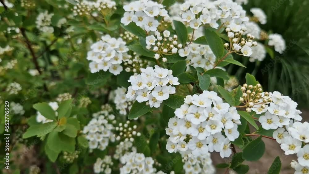 White flowers on a green bush. Beautiful background. White flowers on a green bush. Beautiful background.