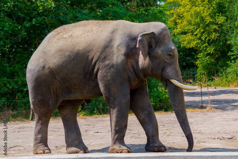 Asian elephant bull in a big enclosure in summer