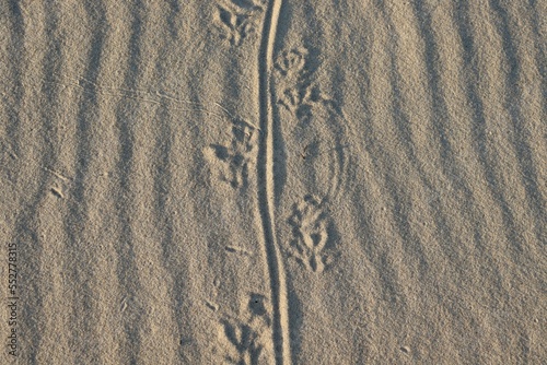 Photos Goanna or Lace Monitor tracks through the sand at Fingal Bay, NSW, Australia