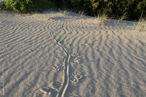 Goanna or Lace Monitor tracks through the sand at Fingal Bay, NSW, Australia. A goanna is any one of several species of lizards of the genus Varanus found in Australia and Southeast Asia.