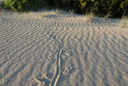 Goanna or Lace Monitor tracks through the sand at Fingal Bay, NSW, Australia. A goanna is any one of several species of lizards of the genus Varanus found in Australia and Southeast Asia. photo