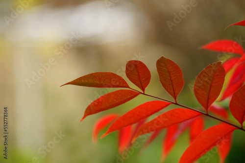 ハゼノキの紅葉