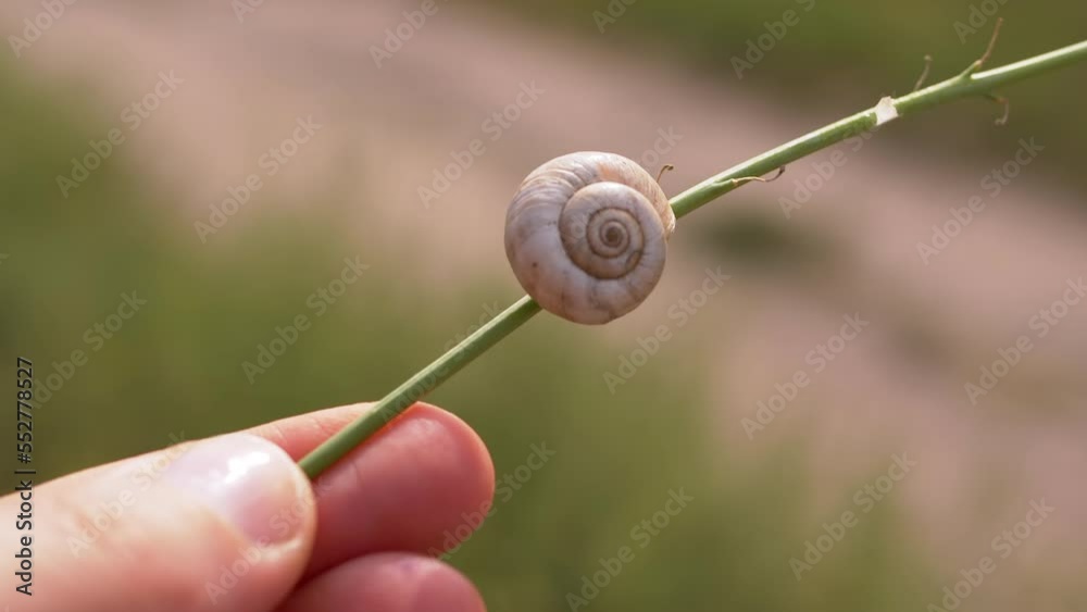 Female Hand Holds Thin Twig with a Snail on a Blurred Green Background of Nature. Snail shell illuminated by sunlight, sunbeams. Conservation, nature rescue. Wildlife. Sleeping snail. Close-up. Female Hand Holds Thin Twig with a Snail on a Blurred Green Background of Nature. Snail shell illuminated by sunlight, sunbeams. Conservation, nature rescue. Wildlife. Sleeping snail. Close-up.