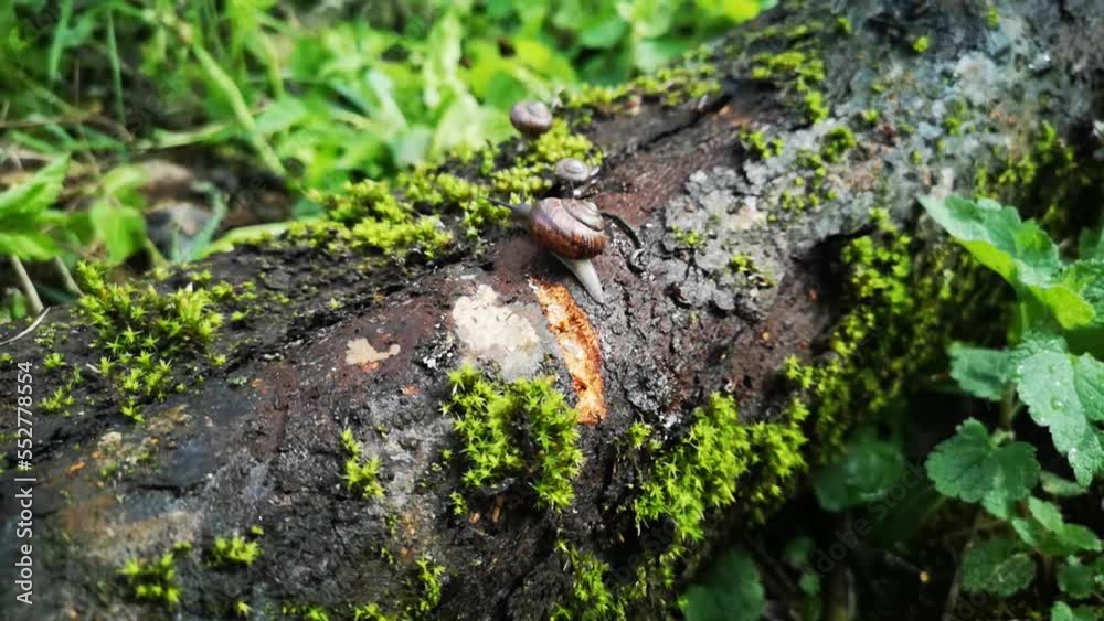 Snail gliding on wet wooden texture. Macro close-up blurred background.Garden snail with dark shell.