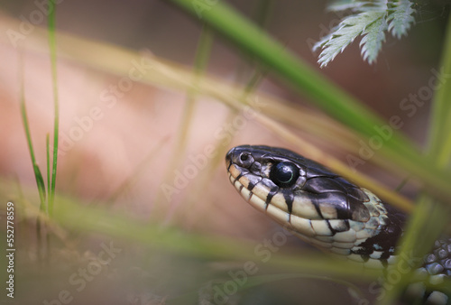 The head of a grass snake photo