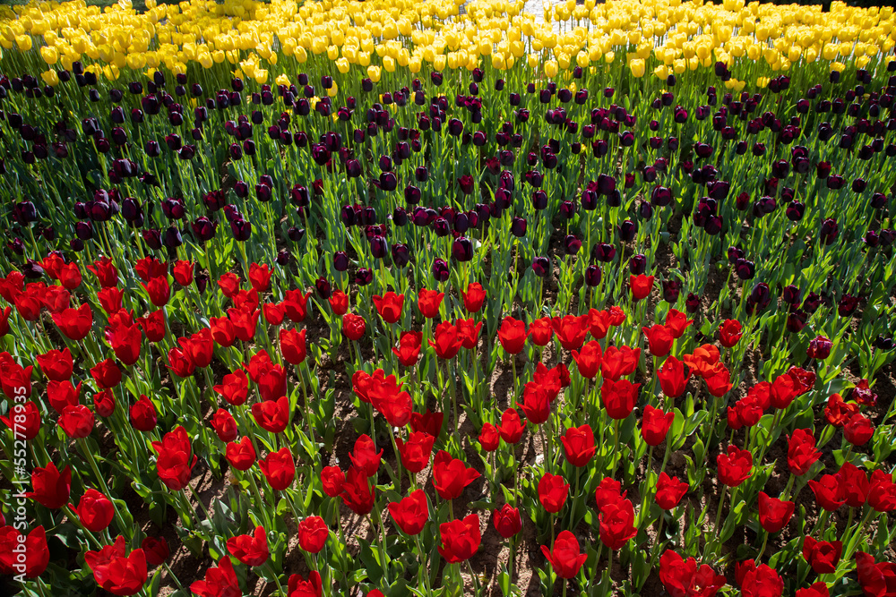 Red and yellow tulips in park