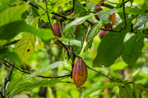 Bunch of cocoa pods at ripening stage