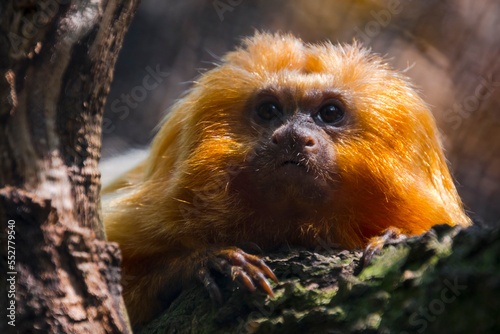 Golden lion tamarin, the rare and endangered small monkey