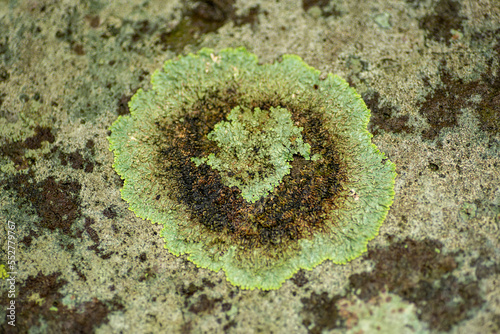 A fungi grows on a stone