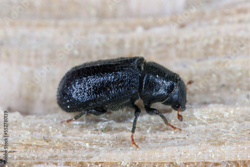 Lesser pine shoot beetle, Tomicus minor. The bark beetle, Scolytinae, Scolytidae a pest in coniferous forests.