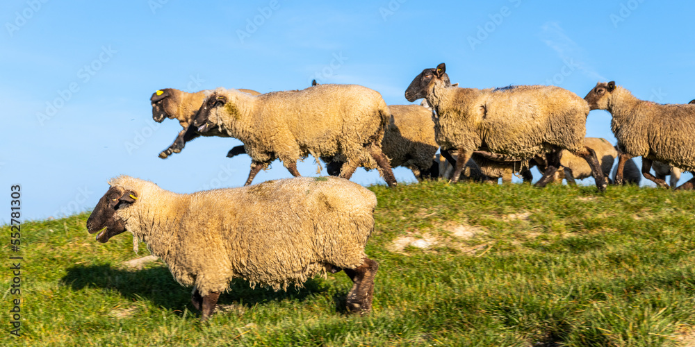 Fototapeta premium Moutons de prés salés en baie de Somme