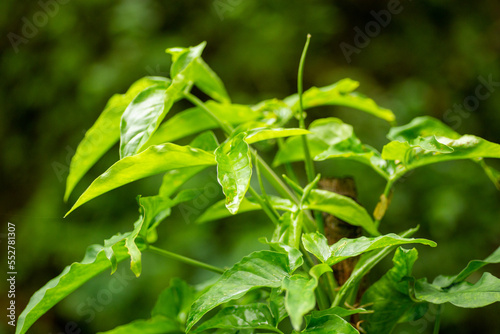 Fresh foliage from green leaves