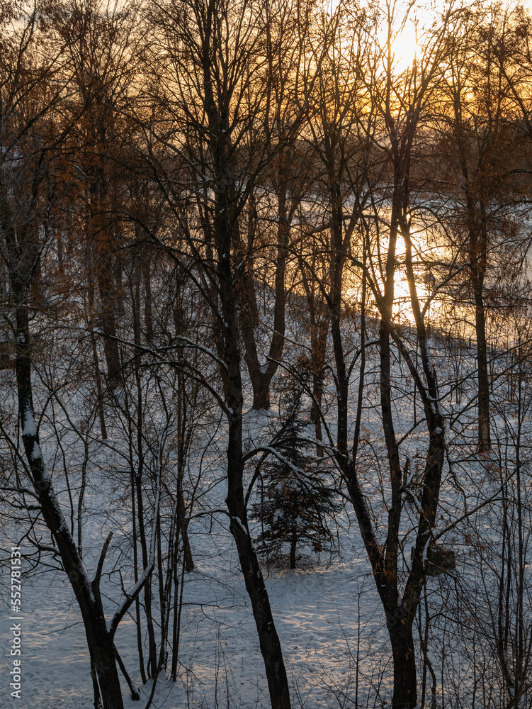 sunset in the forest sunset in the forest