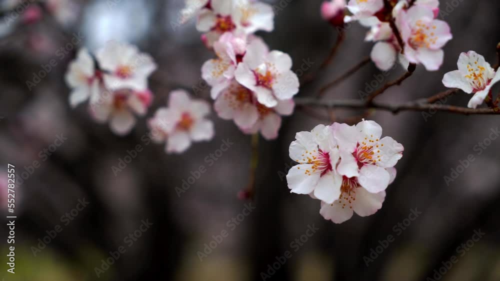 Spring in Nyingchi, Tibet, China. Peach blossom season. The tourist destination is Tibet. Spring in Nyingchi, Tibet, China. Peach blossom season. The tourist destination is Tibet.