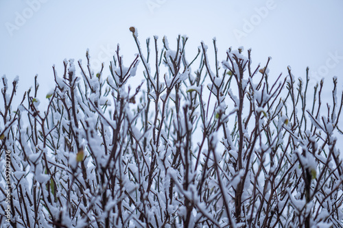 Magnolia tree with snow on branches