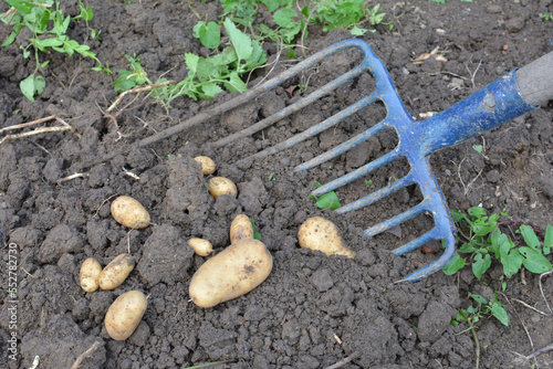 Récolte de pommes de terre dans un jardin photo