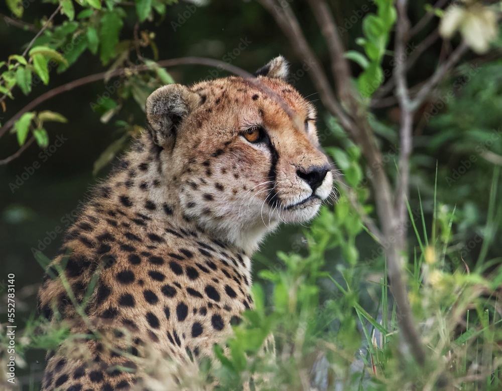 portrait of a cheetah