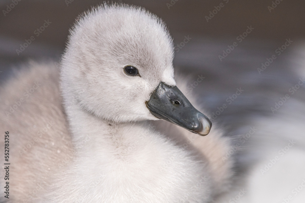 Cygne tuberculé (Cygnus olor - Mute Swan) et ses cygnons (cigneaux) Cygne tuberculé (Cygnus olor - Mute Swan) et ses cygnons (cigneaux)