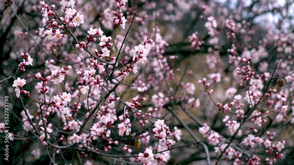 Spring in Nyingchi, Tibet, China. Peach blossom season. The tourist destination is Tibet. Spring in Nyingchi, Tibet, China. Peach blossom season. The tourist destination is Tibet.