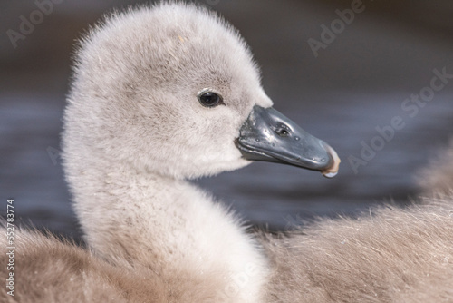 Cygne tuberculé (Cygnus olor - Mute Swan) et ses cygnons (cigneaux)