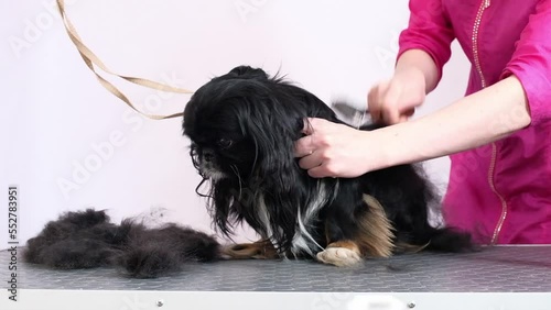 Groomer combs old hair of a shih tzu dog on a table in the studio photo