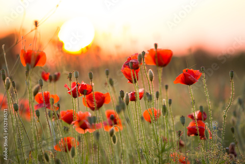 Fototapeta Naklejka Na Ścianę i Meble -  wild red poppies in the field