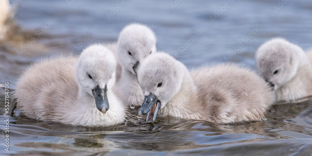 Cygne tuberculé (Cygnus olor - Mute Swan) et ses cygnons (cigneaux) Cygne tuberculé (Cygnus olor - Mute Swan) et ses cygnons (cigneaux)
